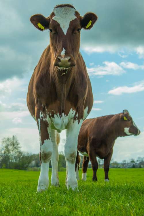 Two cows 