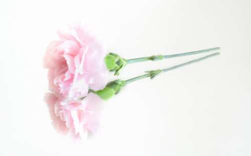 Pink flower on a mirror