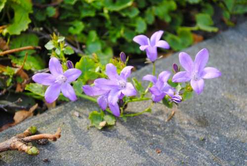 Little purple flowers