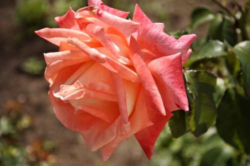 Pink rose in garden 