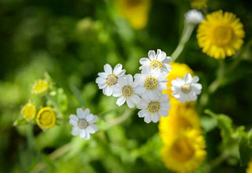 little white flowers