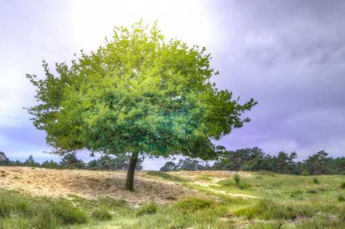 Tree in HDR