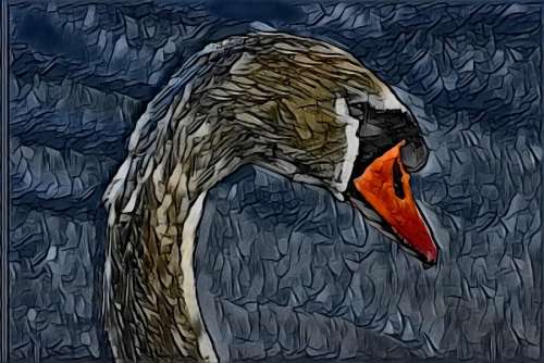 Painted swan