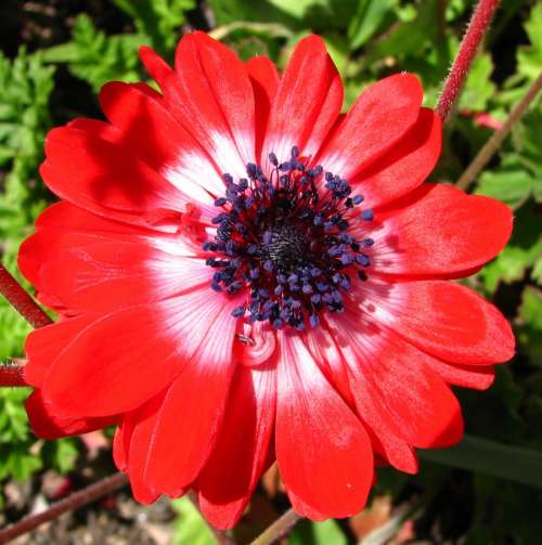 red anemone