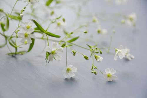 Small white flowers