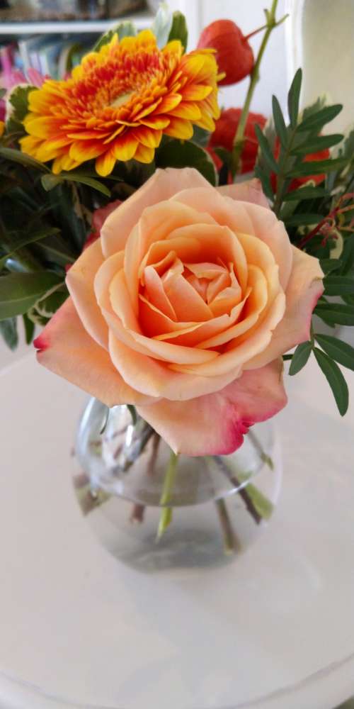 Orange rose in vase
