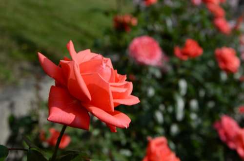 red rose in the park