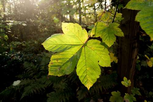 Big green leaf in the sun