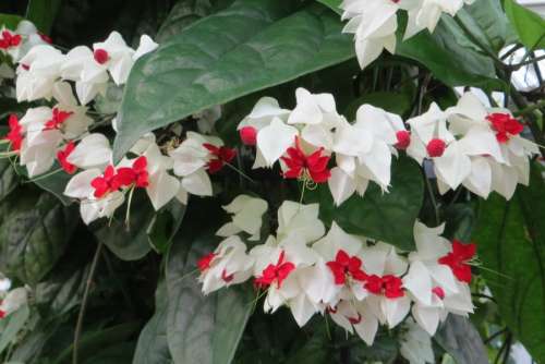 red-and-white flowers