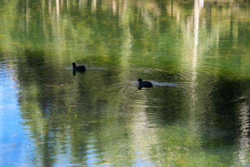 water with reflections and coots