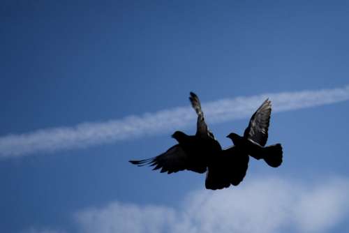 Pigeons in flight