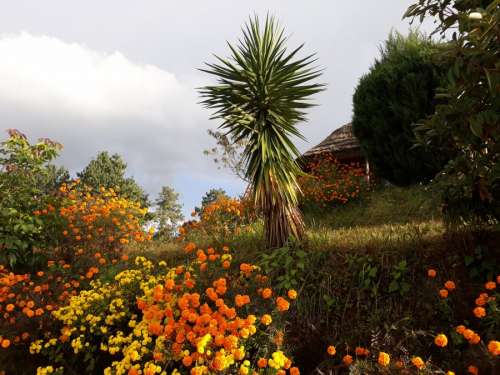 Flowers at Bhaktapur