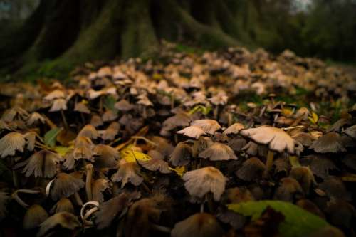 Field of mushrooms