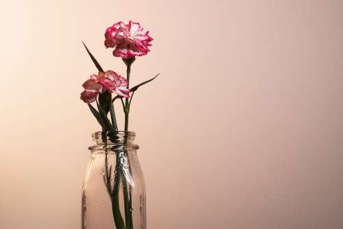 A Pink And White Flower Blossoming In A Jar Photo