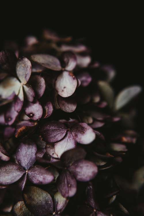 Galaxy On Leaves Photo