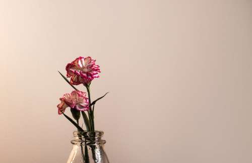 Pink And White Colorful Flower In Negative Space Photo