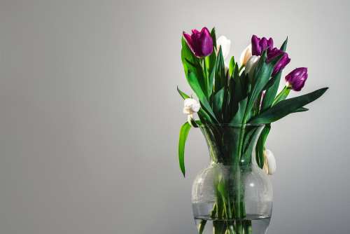 White And Purple Tulips In A Vase Photo