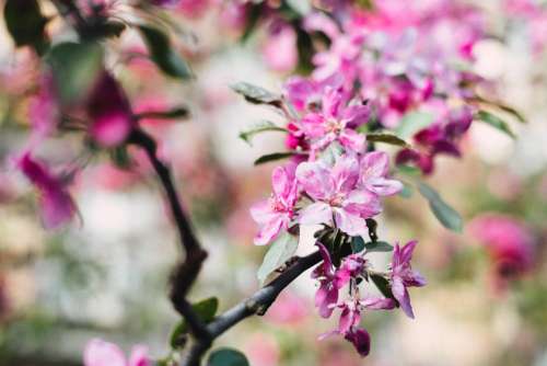 Tree blossom 4