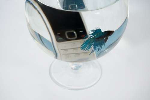 Tips For Your Drowned Cell Phone