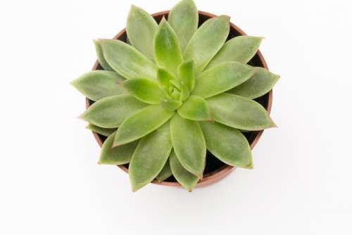 Succulent Plant In A Pot Is A Great Idea