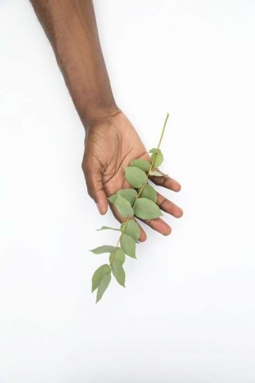 Black Male Hand Holding A Flower Twig