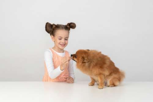 Kid Girl Giving Some Treat To A Dog