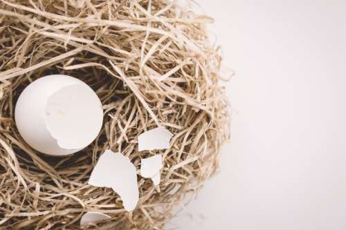 White broken egg shells in the nest. Concept of finance, broken personal savings, retirement or investment.