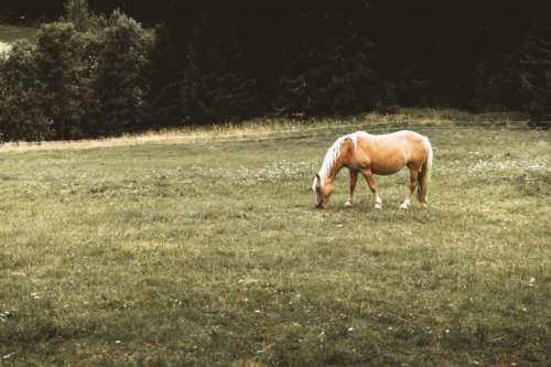 Horse grazing in the pasture