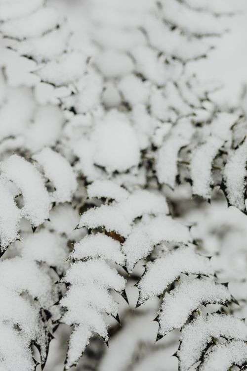 Branches covered with fresh snow