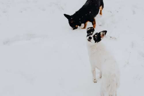 The white and black dog are playing in the garden on the snow