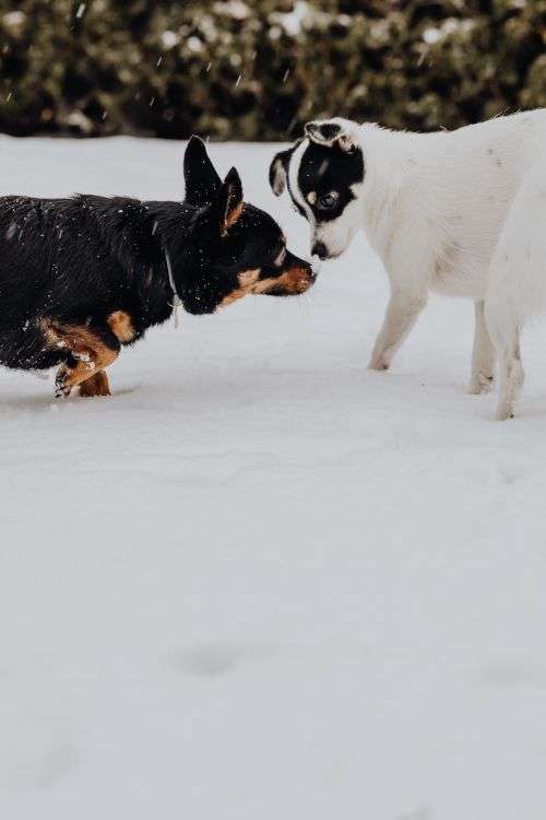 The white and black dog are playing in the garden on the snow