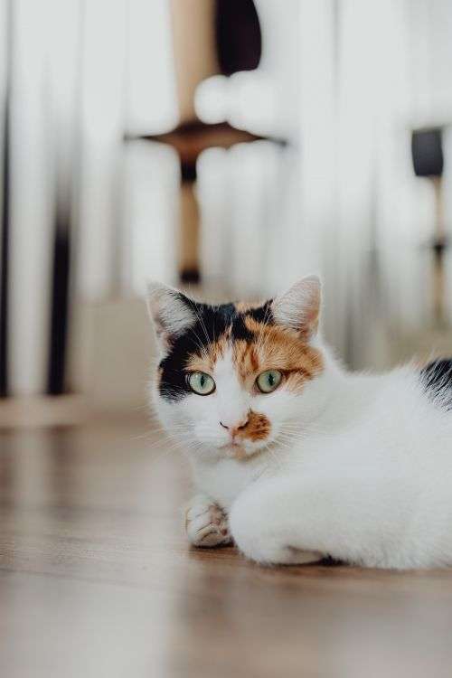 Cute tricolor cat