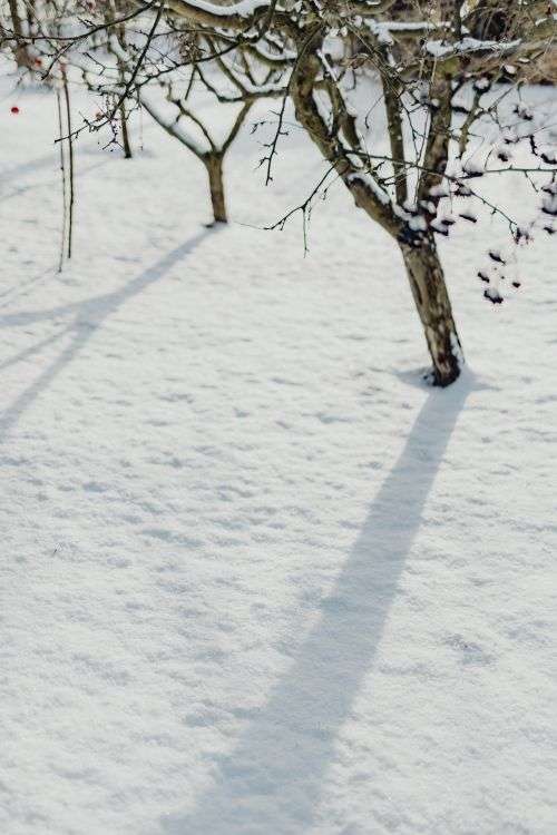 Fresh snow in the garden