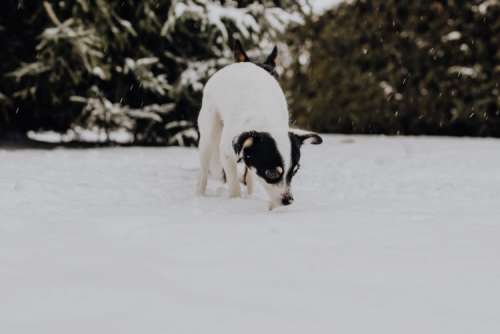 The white and black dog are playing in the garden on the snow