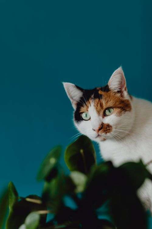 Cute tricolor cat