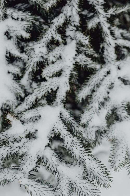 Branches covered with fresh snow