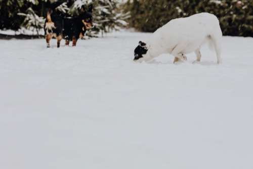 The white and black dog are playing in the garden on the snow