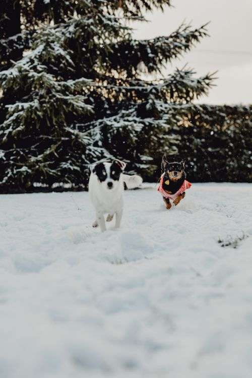 Small dogs play on the snow