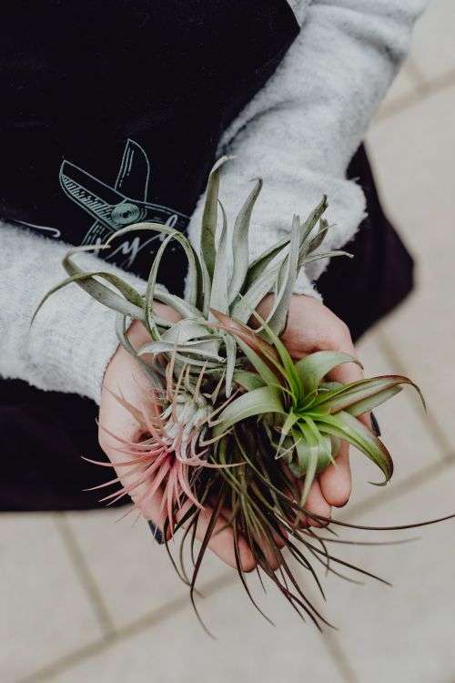 Different types of Air Plants in womens hands
