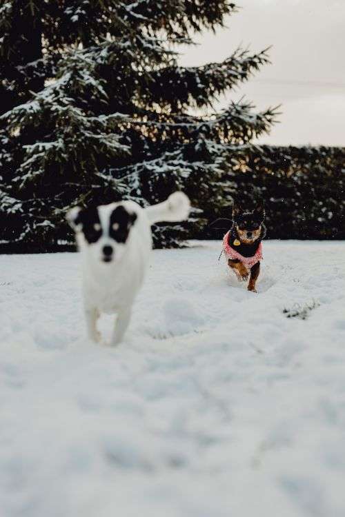 Small dogs play on the snow