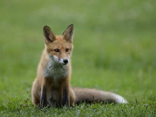 A fox sitting