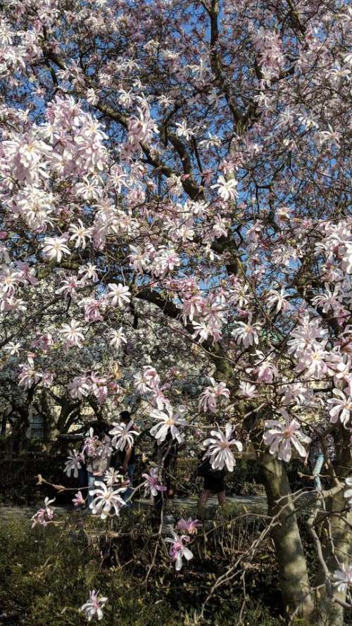 flowers spring bloom spring blossom magnolia tree magnolia 