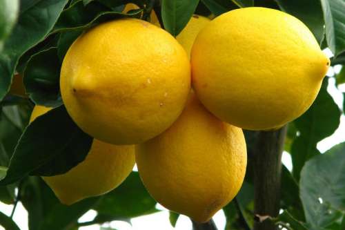 lemon lemons yellow fruit citrus