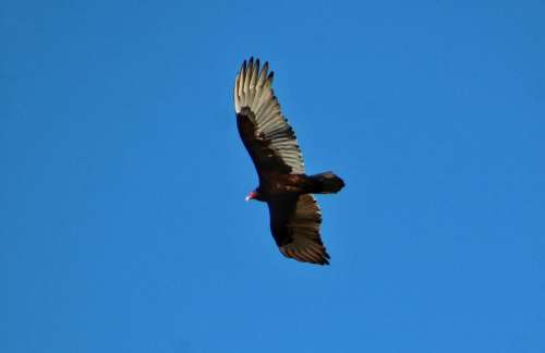 nature wildlife outdoors birds vulture