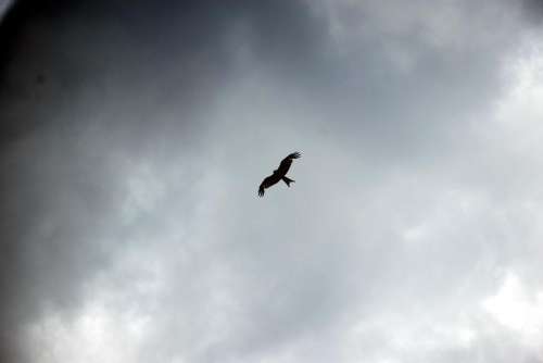 Sky clouds bird of prey flying prey