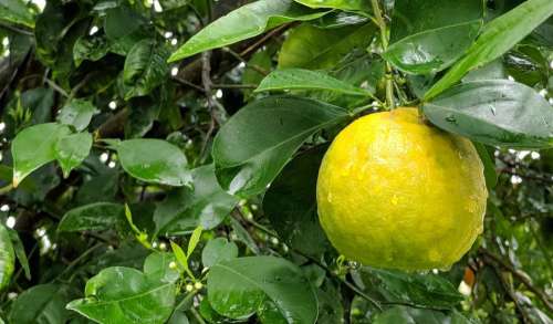 lemon lemon tree fruit water wet
