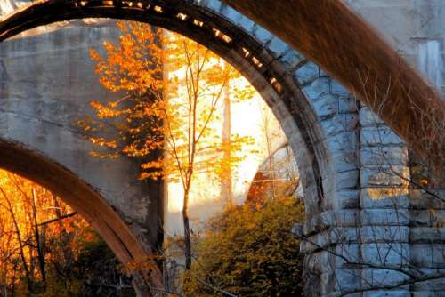 Arch Autumn tree