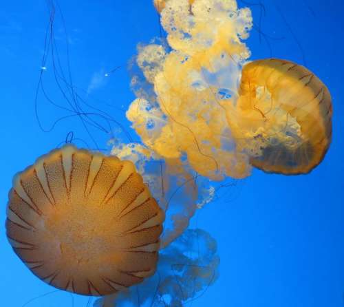 jellyfish sea nettle medusa tentacles yellow