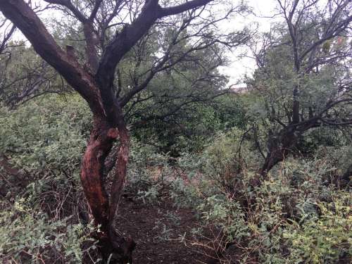 scrub brush bush mesquite tree