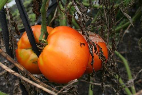 organic tomatoes organic gardening tomatoes tomato tomato variety